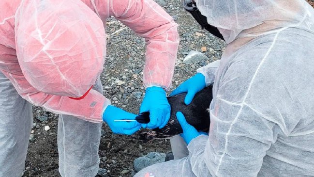 Por tercer año consecutivo, detectan influenza aviar en la Antártica Chilena