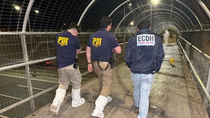  Joven está en riesgo vital: Balacera dejó tres heridos en Puente Alto  