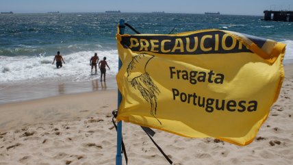 Fragata portuguesa en Algarrobo: ¿Qué playas están abiertas?