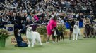 Grandes y chicos: competencia de perros en Nueva York cumplió 150 años