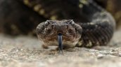 Alerta en San Antonio: SAG despliega operativo tras avistamiento de serpiente cascabel