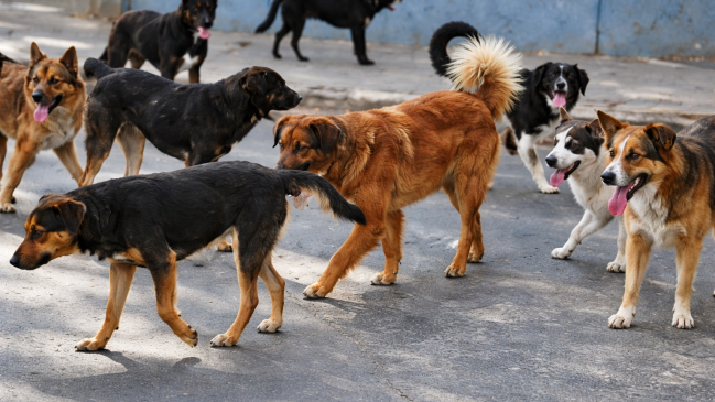 Niño de 6 años resultó herido de gravedad tras ataque de jauría en Punta Arenas