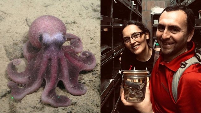 Académicos chilenos descubren nueva especie de pulpo en aguas profundas