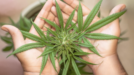   Consumo de cannabis en la adolescencia duplica el riesgo de psicosis y trastorno bipolar 