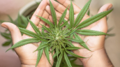 Consumo de cannabis en la adolescencia duplica el riesgo de psicosis y trastorno bipolar