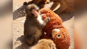 La triste historia del mono rechazado por su madre que se aferra a un peluche