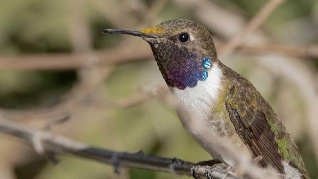 Picaflor de Arica en peligro: Monocultivos amenazan su hábitat