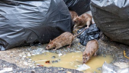  Los ratones y el estadio del PSG, inesperados asuntos en la elección municipal de París  