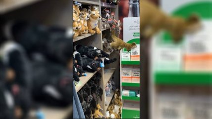 Zarigüeya se camufló entre peluches en una tienda de regalos