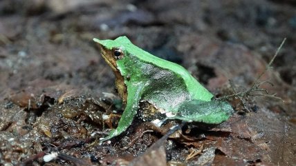   Plan RECOGE: el decreto clave para la conservación de la ranita de Darwin 