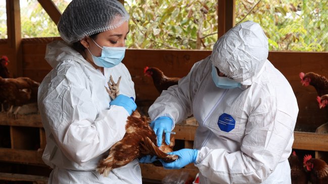 En seis regiones hay casos de influenza H5N1 en aves domésticas