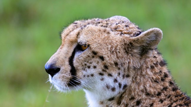 ONU declaró 40 nuevas especies protegidas, incluidas el guepardo y el tiburón martillo
