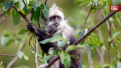 La IA, aliada de China para conservar a su endémico langur de cabeza blanca