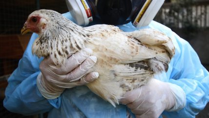   Los Lagos: SAG llamó a reforzar medidas de bioseguridad para prevenir influenza aviar 