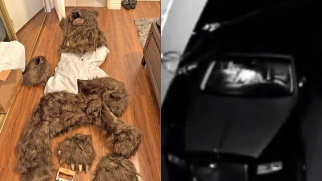 Estafadores usaron disfraz de oso para simular ataques y cobrar seguros de autos de lujo