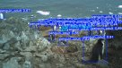 Proyecto chileno revoluciona el monitoreo de pingüinos con cámaras trampa e IA