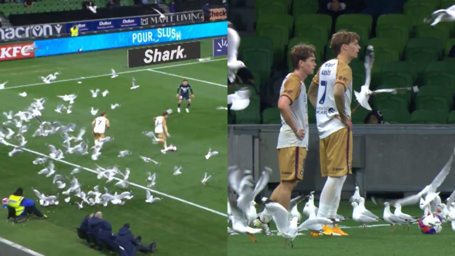 [VIDEO] Una multitud de gaviotas invadió la cancha en mitad de un partido de fútbol en Australia