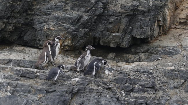 Greenpeace pidió al Gobierno el reingreso de decreto que protege al Pingüino de Humboldt