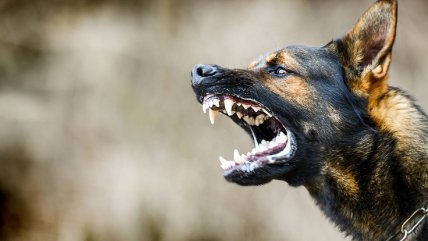   Condenan a pagar $15 millones por ataque de perro a niño en condominio de Valdivia 