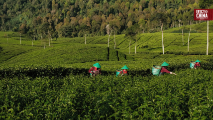   China impulsa la exportación de té con IA, drones y turismo cultural 