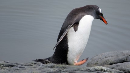   Congreso Futuro: Descubren que pingüino Papúa 