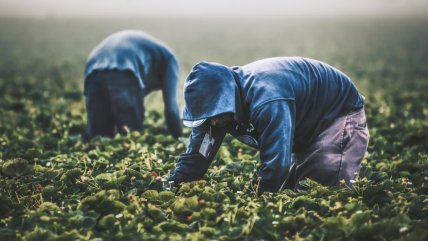   En Japón, quien delate a empleadores de migrantes irregulares será premiado con dinero 