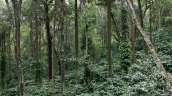 La superficie forestal mundial se redujo en 41 millones de hectáreas entre 2015 y 2025