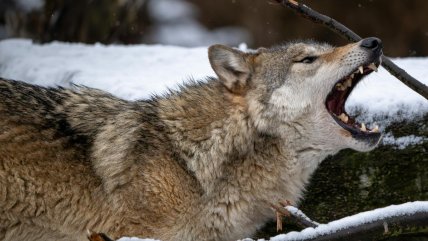  Armada sólo con un bastón, pastora sobrevivió a 10 minutos de ataques de un lobo feroz  