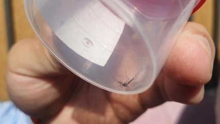   Fumigan sector de Antofagasta afectado por mosquitos transmisores del dengue 