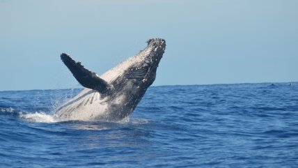   Islandia reanudó la caza de ballenas entre protestas 
