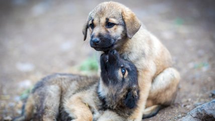  Detuvieron a falso veterinario por amputar orejas y colas a cachorros en Huechuraba  