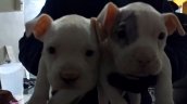 Hombre fue detenido por realizar cirugías estéticas a perros sin ser veterinario en Huechuraba