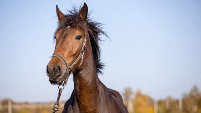 Caballo atropellado buscó ayuda en hospital y fue atendido por funcionarios