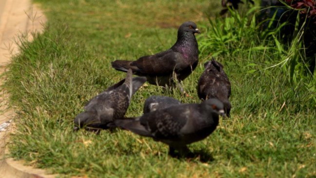 Hasta 357 mil pesos de multa por alimentar palomas en Concepción