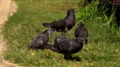 Hasta 357 mil pesos de multa por alimentar palomas en Concepción