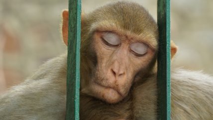  En China se dispara el precio de los monos de laboratorio  
