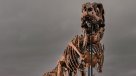 Esqueleto de un Tyrannosaurus Rex se vendió en 50 millones de dólares