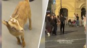 Ruso fue detenido por pasear con una cabra por la Plaza Roja