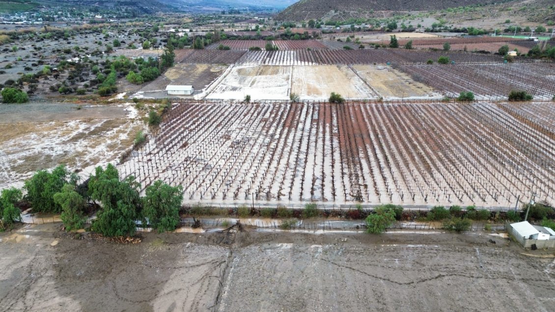 Productores de pisco acusan 