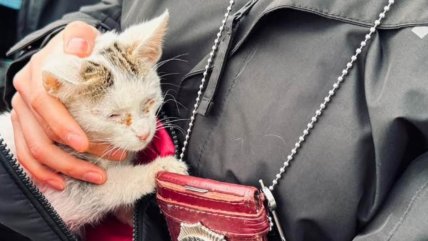   Mujer fue detenida por tener en su casa a un perro y un gato desnutridos 