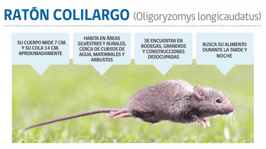 De Atacama a Magallanes: declaran alerta sanitaria preventiva por hantavirus