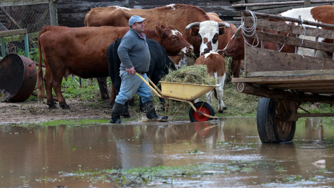 Piden declarar Emergencia Agrícola en La Araucanía por anegamientos y pérdidas en el campo