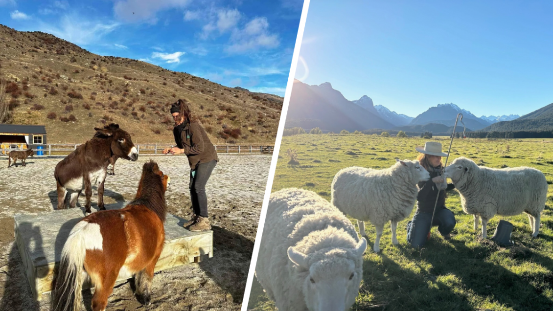 Nueva Zelanda busca voluntarios de todo el mundo para cuidar animales: Ofrecen alojamiento