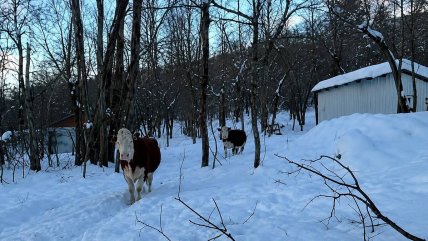   Alto Biobío: Comunidades piden apoyo ante muerte de ganado por acumulación de nieve 
