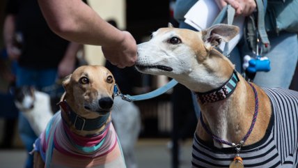   Congreso debatirá prohibición de carrera de galgos: 