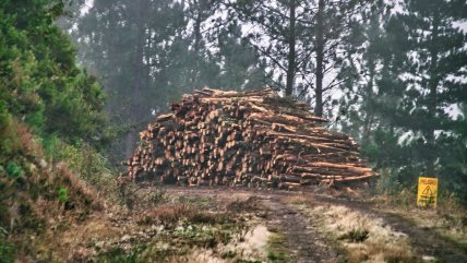   Energía que Conecta: El estudio que analiza seis décadas del uso de biomasa en Chile 