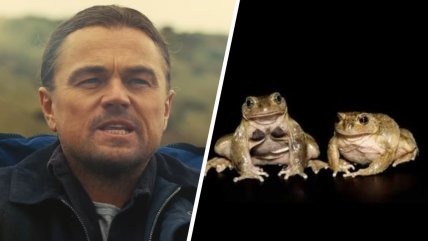   Ranita Pehuenche: La especie que provocó la intervención de DiCaprio para evitar su extinción 