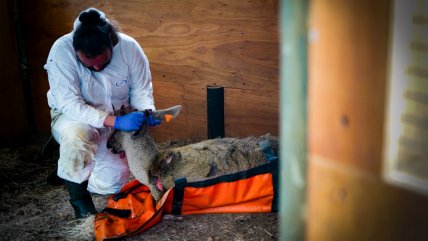   Especie muy vulnerable: huemul murió por ataque de perros en Aysén 