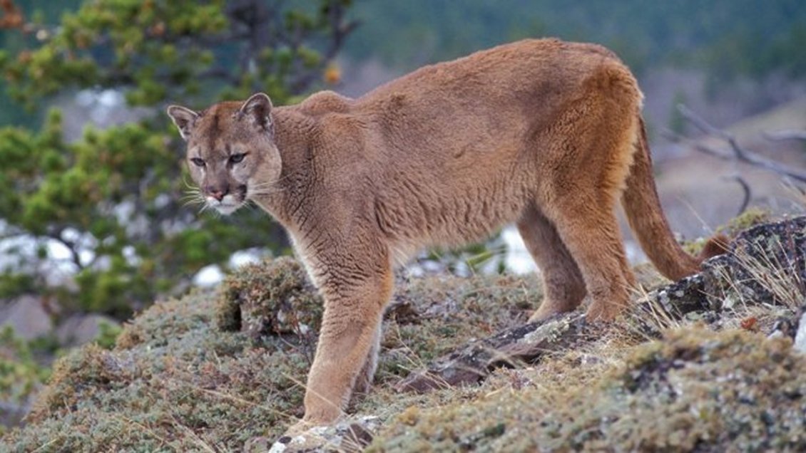 Investigan denuncia por presunta caza de un puma en Aysén