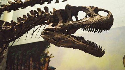   El tiranosaurio rex era de sangre caliente: lo delataron sus dientes 